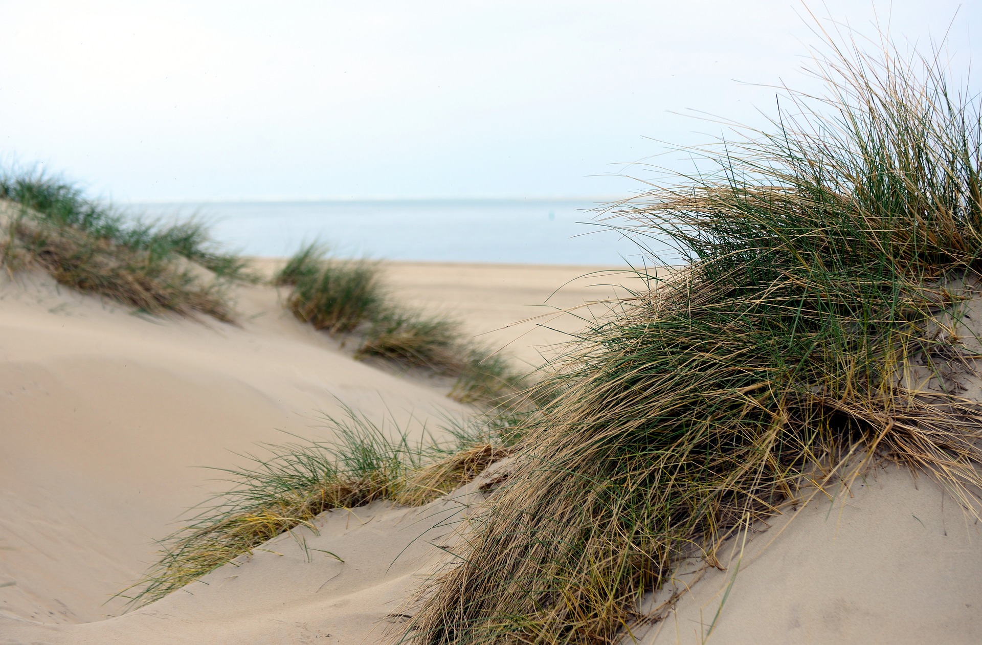 La restauration naturelle des dunes côtières pourrait être une solution efficace pour lutter contre l'érosion du littoral. © congerdesign, Pixabay