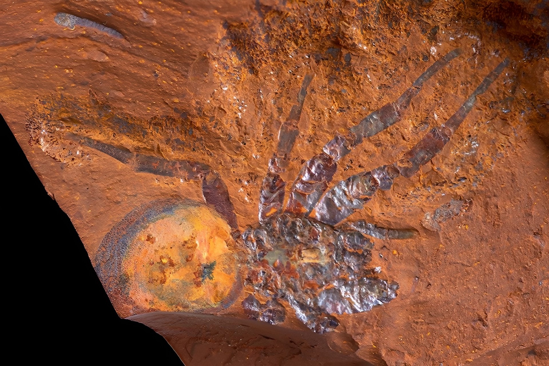Un fossile de Megamonodontium mccluskyi retrouvé en Australie. © Australian Museum