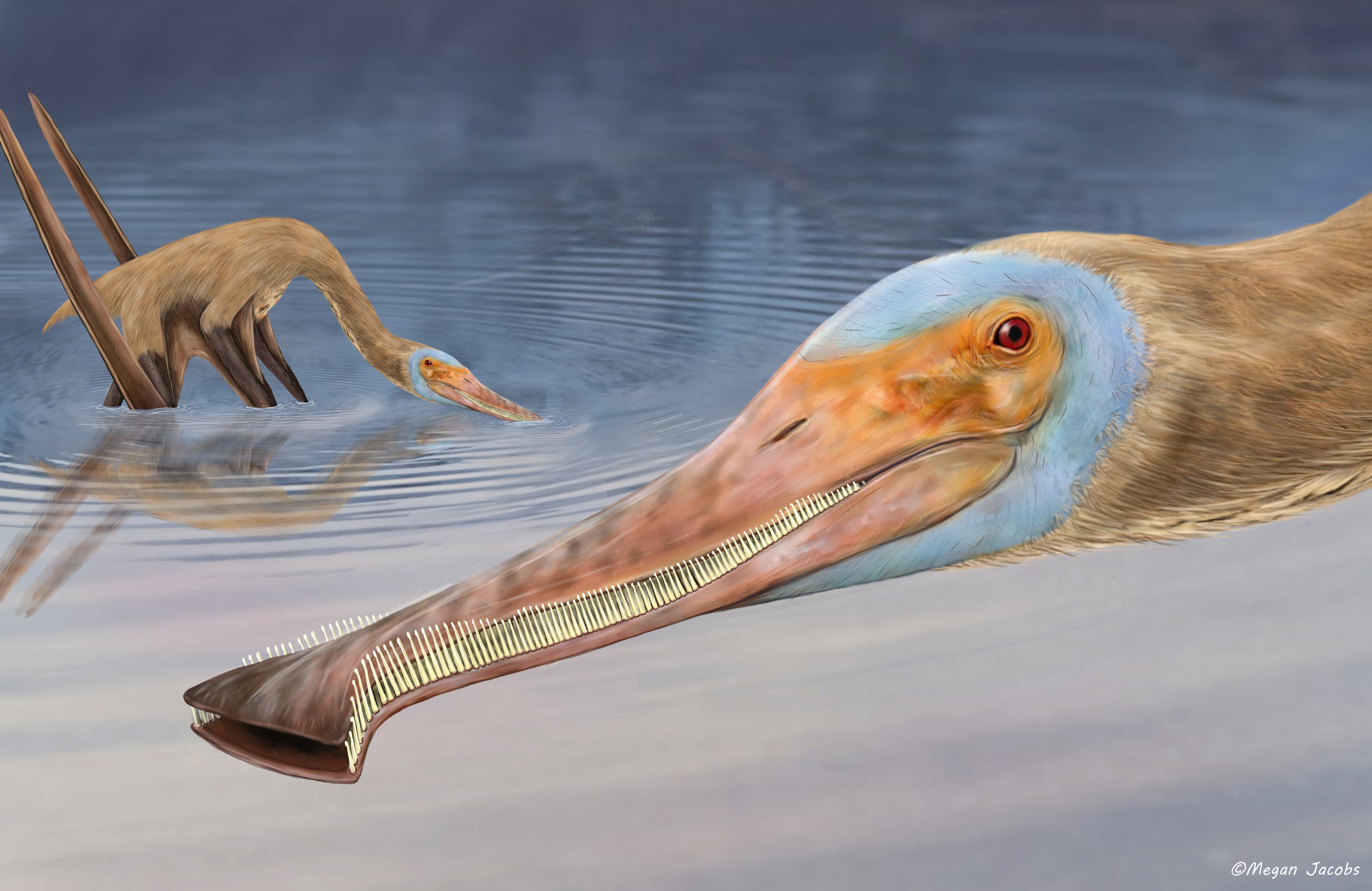 Cette nouvelle espèce de ptérosaure, Balaenognathus maeuseri, possédait une étrange dentition qui lui servait à filtrer l'eau pour capturer ses proies. © Megan Jacobs, University of Portsmouth