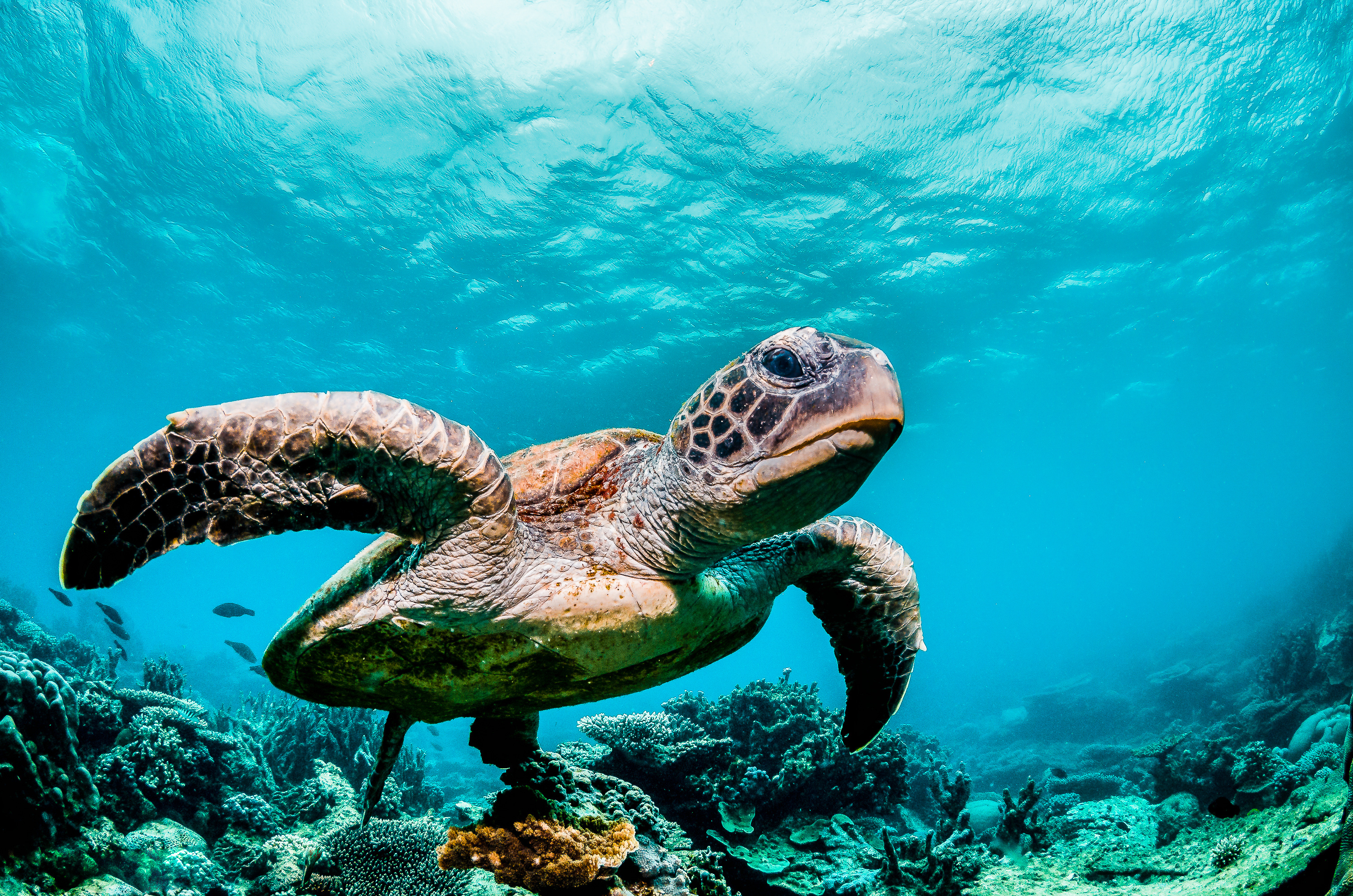 Certains animaux, comme les tortues de mer, ont un sixième sens magnétique. © Aaron, Adobe Stock