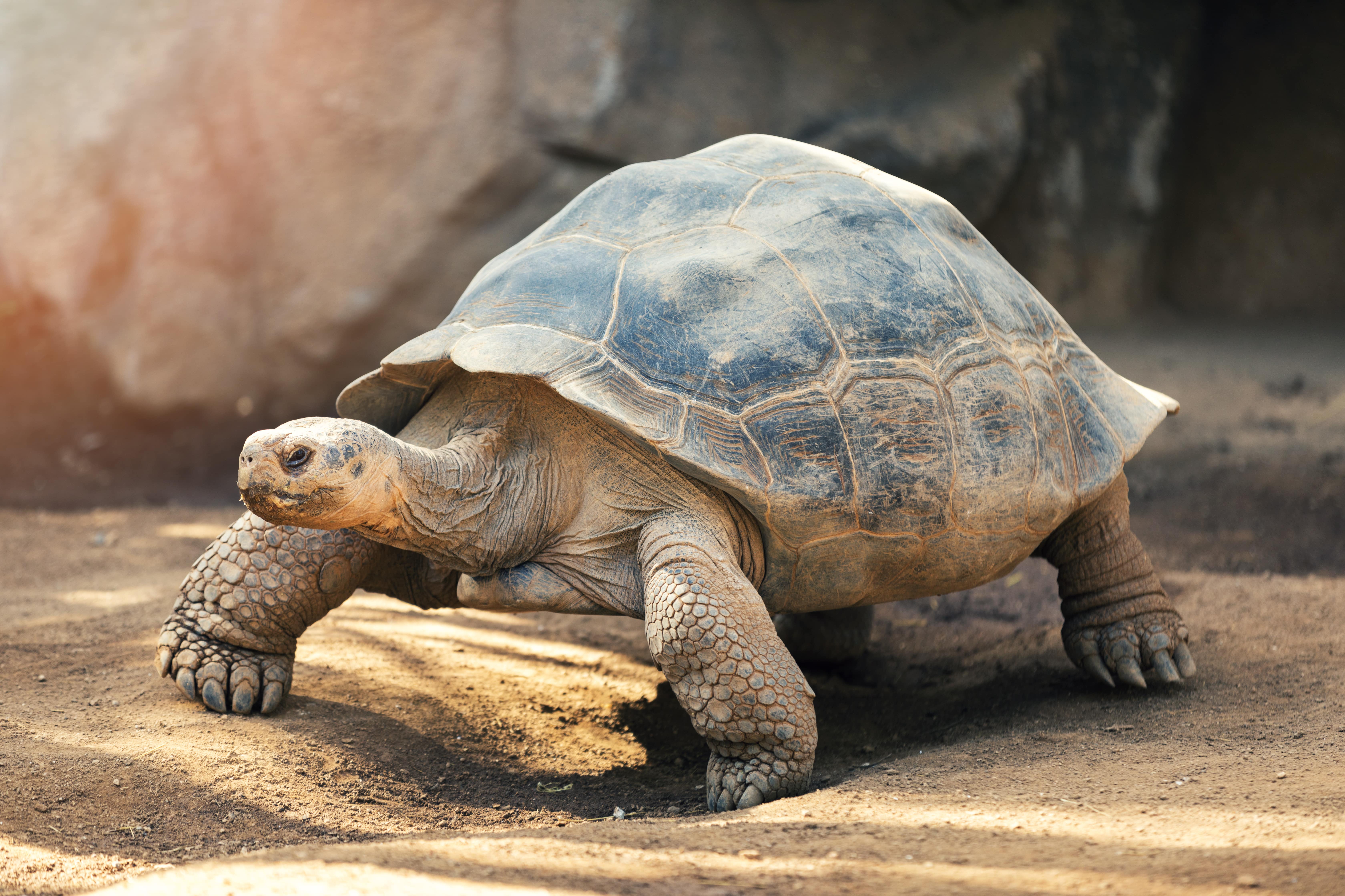 Sternotherus odoratus, ou tortue musquée, tient son nom d’une substance nauséabonde qu’elle émet afin de mettre les prédateurs en déroute. © ronstik, Adobe Stock