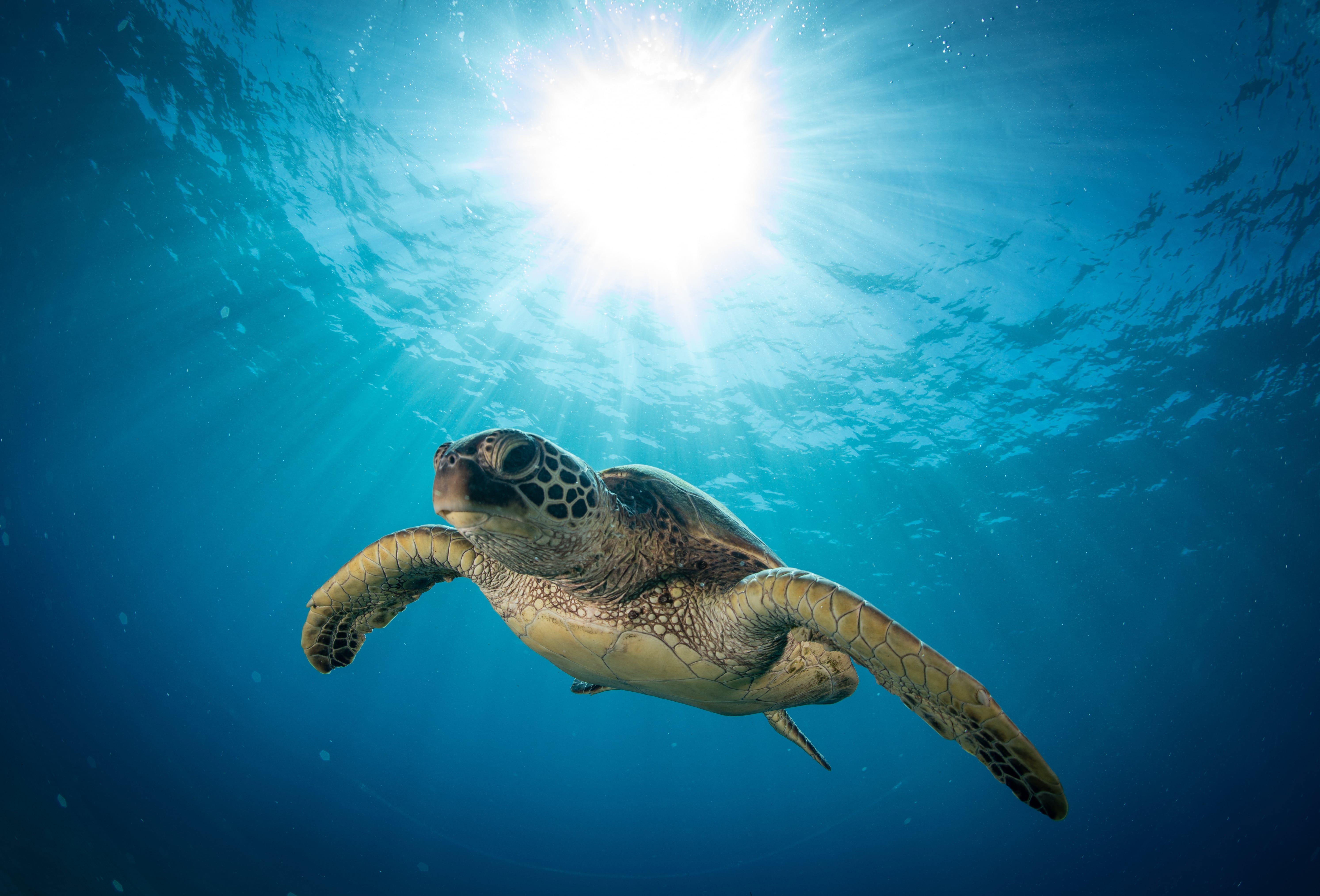 Le mode de vie des tortues de mer les rendrait plus vulnérables à la pollution plastique. © Drew, Adobe Stock