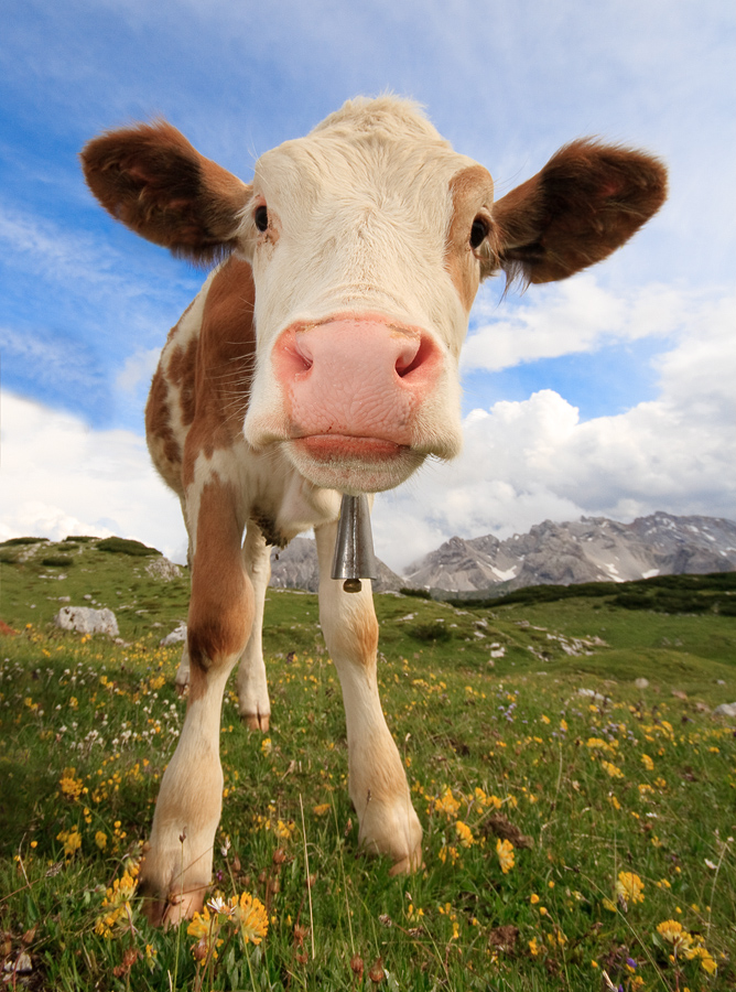 Selon une étude, une souche de staphylocoque doré se serait tout d’abord développée chez la vache avant d'être transmise à l'Homme. © ecatoncheires, Flickr, cc by nc sa 2.0