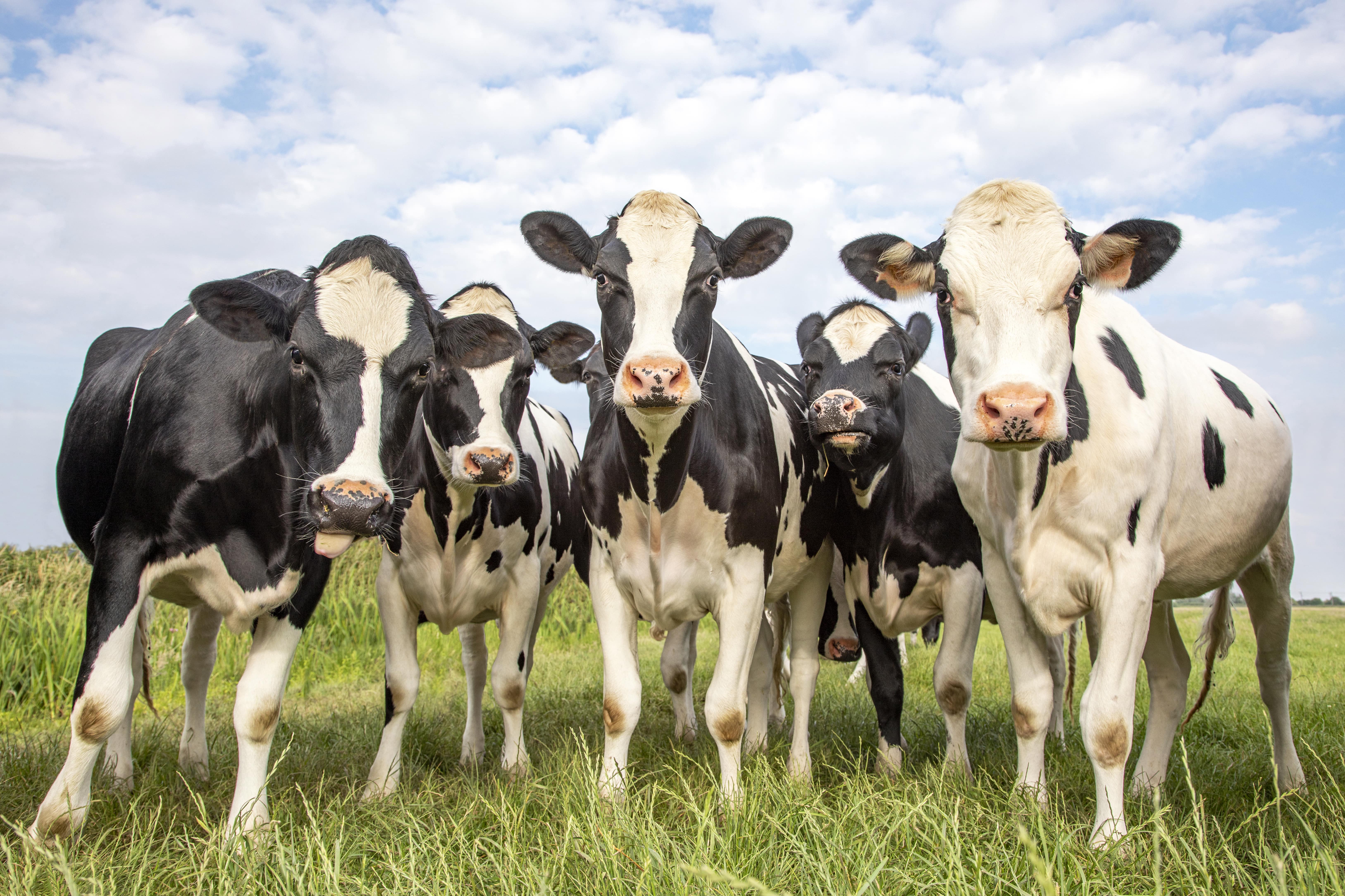 Les vaches sont des ruminants de l'espèce Bos taurus. © Clara, Adobe Stock