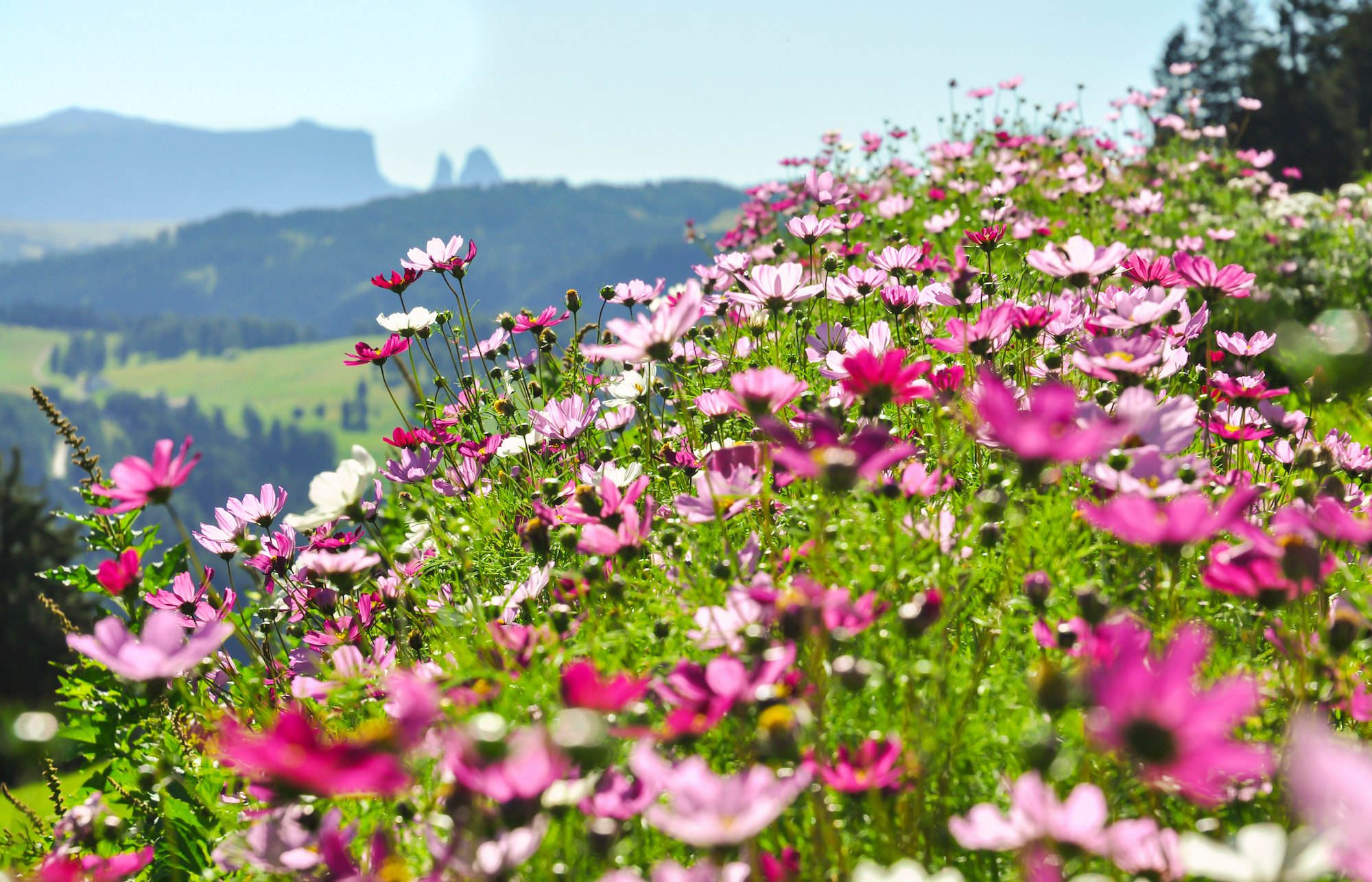 Les plus beaux champs de fleurs dans le monde. © ON-Photography, Adobe Stock