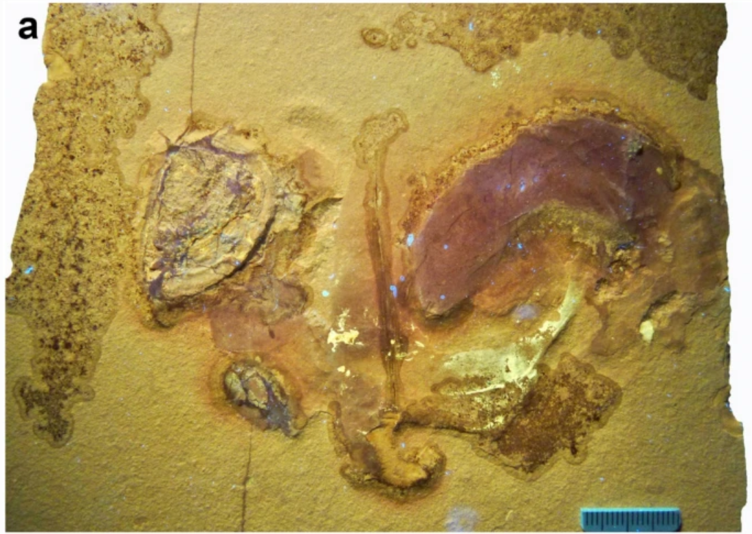 Cette photo, prise sous lumière UV, montre les parties molles et fossilisées de l'ammonite.&nbsp;© Klug et al., Swiss Journal of Paleontology