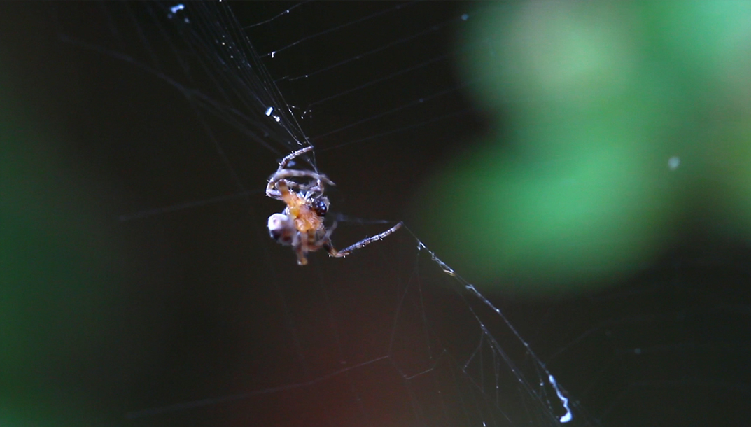 La peur des araignées, une attitude bien injuste... et bien inutile