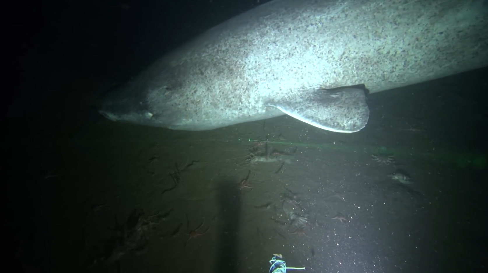Rarissimes images du mystérieux requin du Groenland