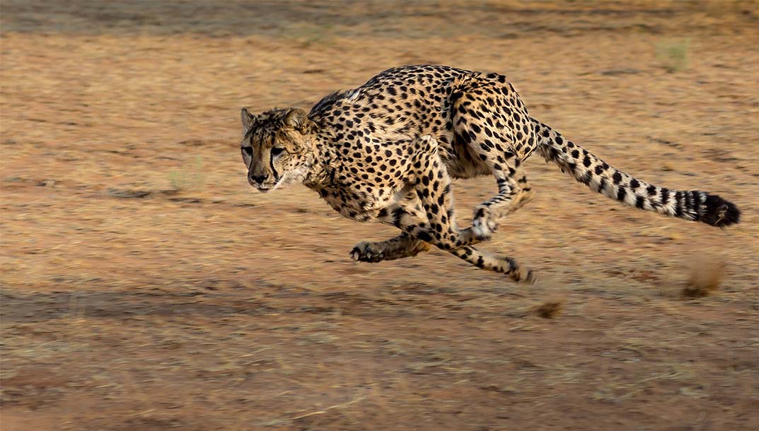 Quels sont les animaux les plus rapides ?