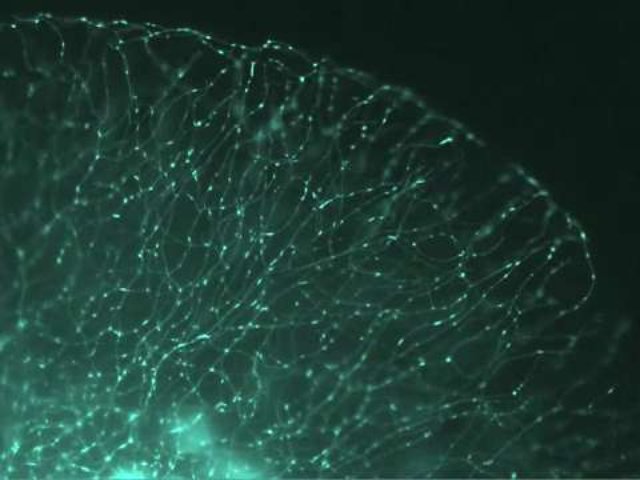 Des mitochondries pistées à l’intérieur de neurones