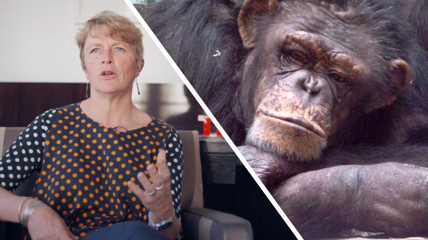 Interview : trois bonnes raisons de sauver les primates