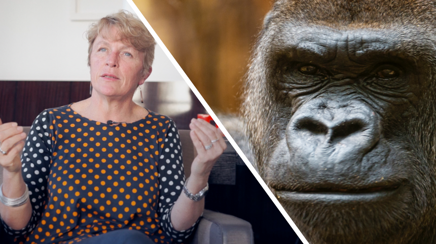 Interview : comment sauver les primates de l’extinction ?