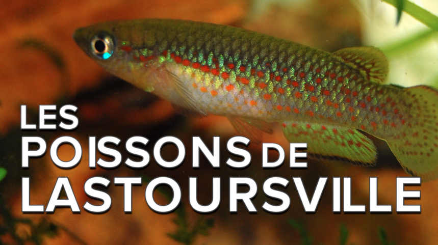 Interview : les curieux poissons des grottes de Lastoursville