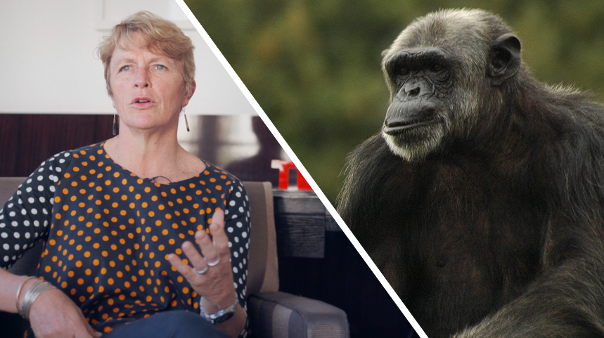 Interview : pourquoi les primates sont-ils si particuliers ?