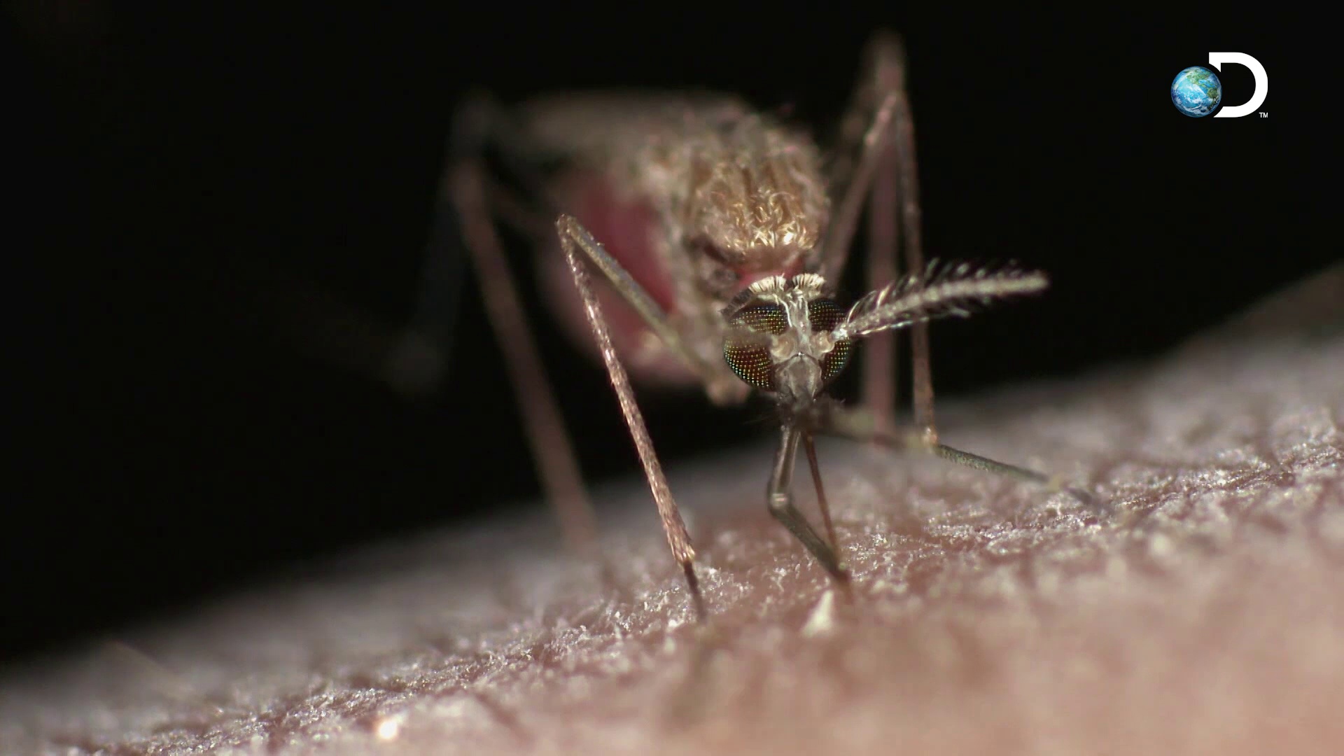 Un moustique transperce la peau en gros plan.