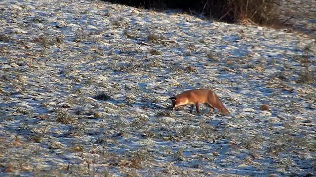 Découvrez le renard roux, ce précieux chasseur de campagnols