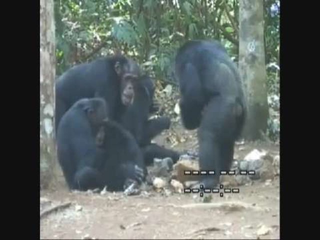 Un chimpanzé se dresse pour porter des fruits