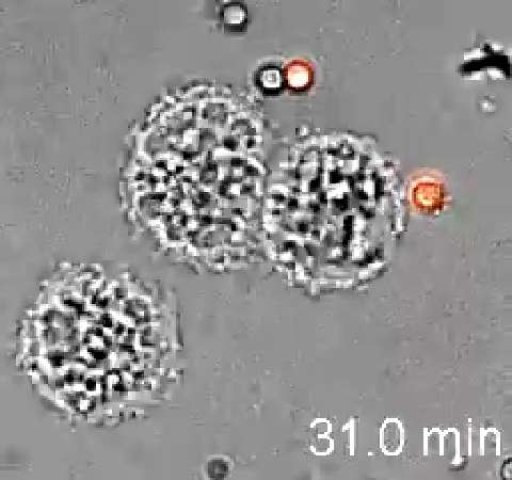 Un macrophage en action : il dévore une conidie