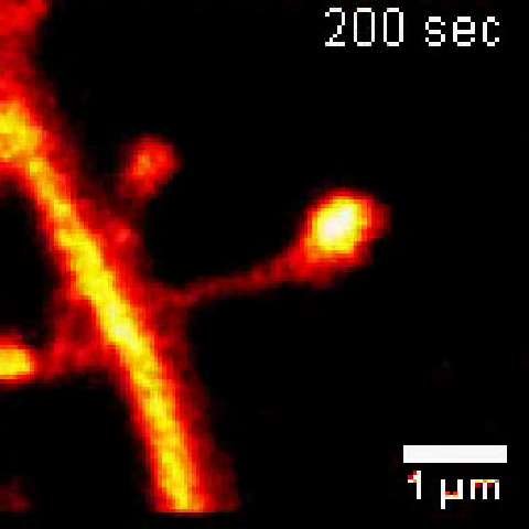 Un neurone vivant en vidéo haute résolution