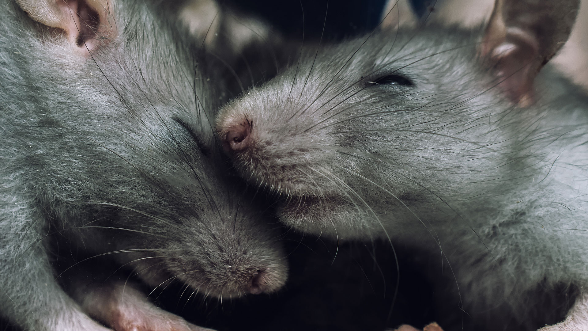 Des rats communiquent presque par télépathie