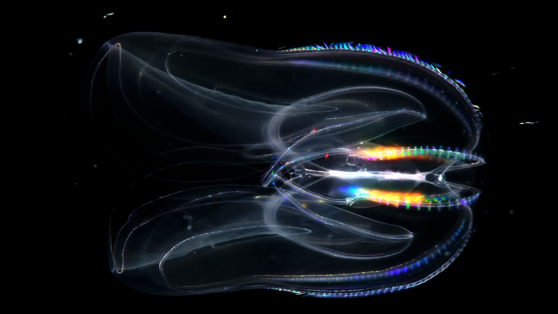 Chroniques du plancton : les cténophores, ces étranges créatures marines