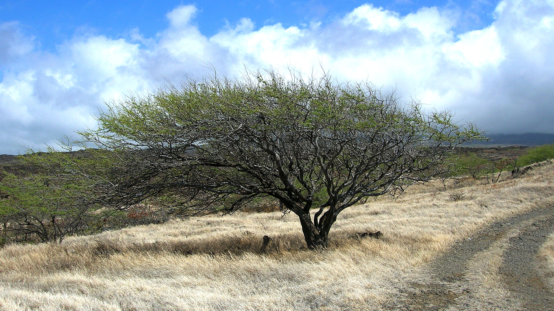 Planète extrême : le huarango, un arbre millénaire menacé d’extinction