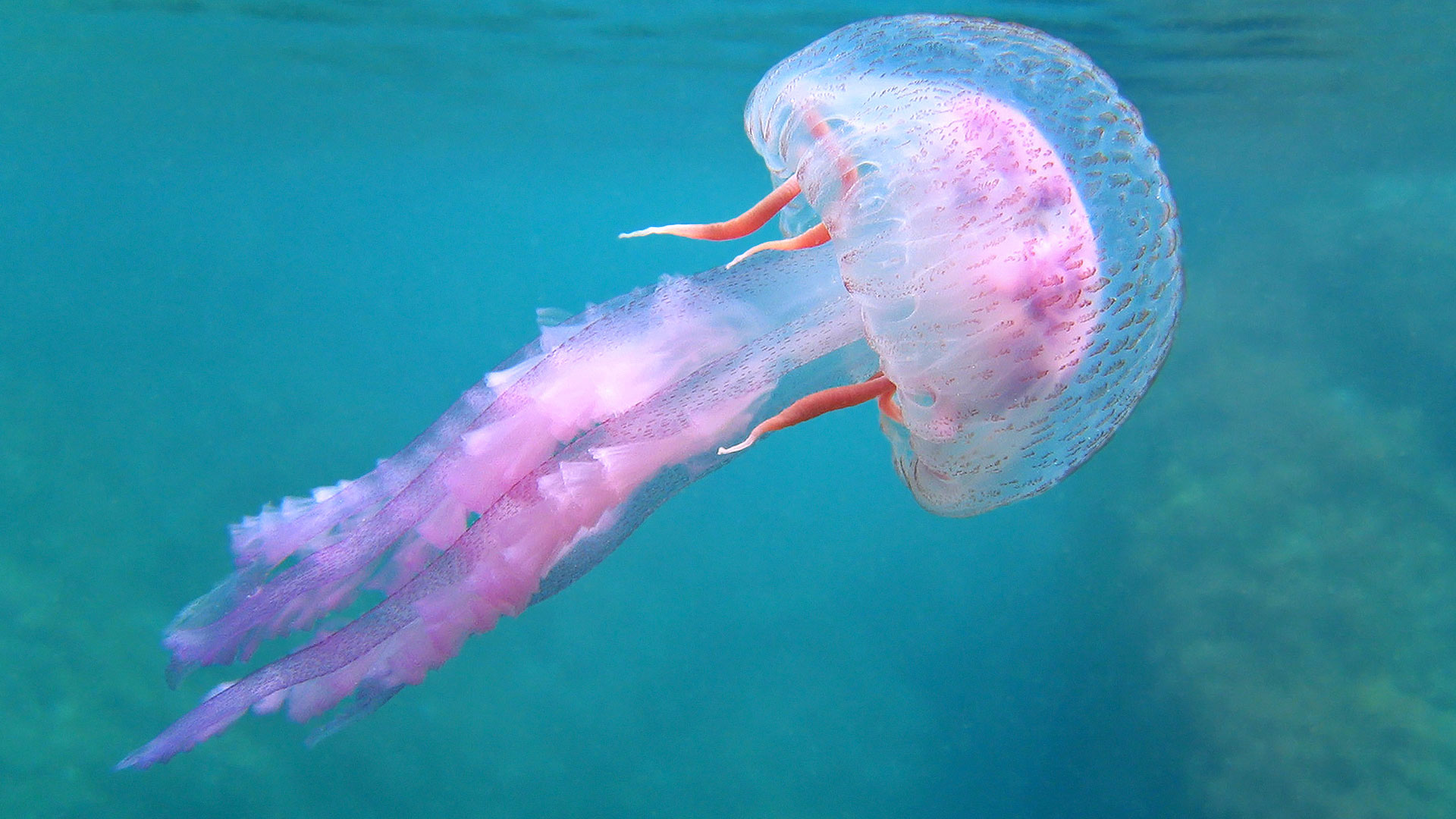 Chroniques du plancton : plongez avec une redoutable méduse Pelagia