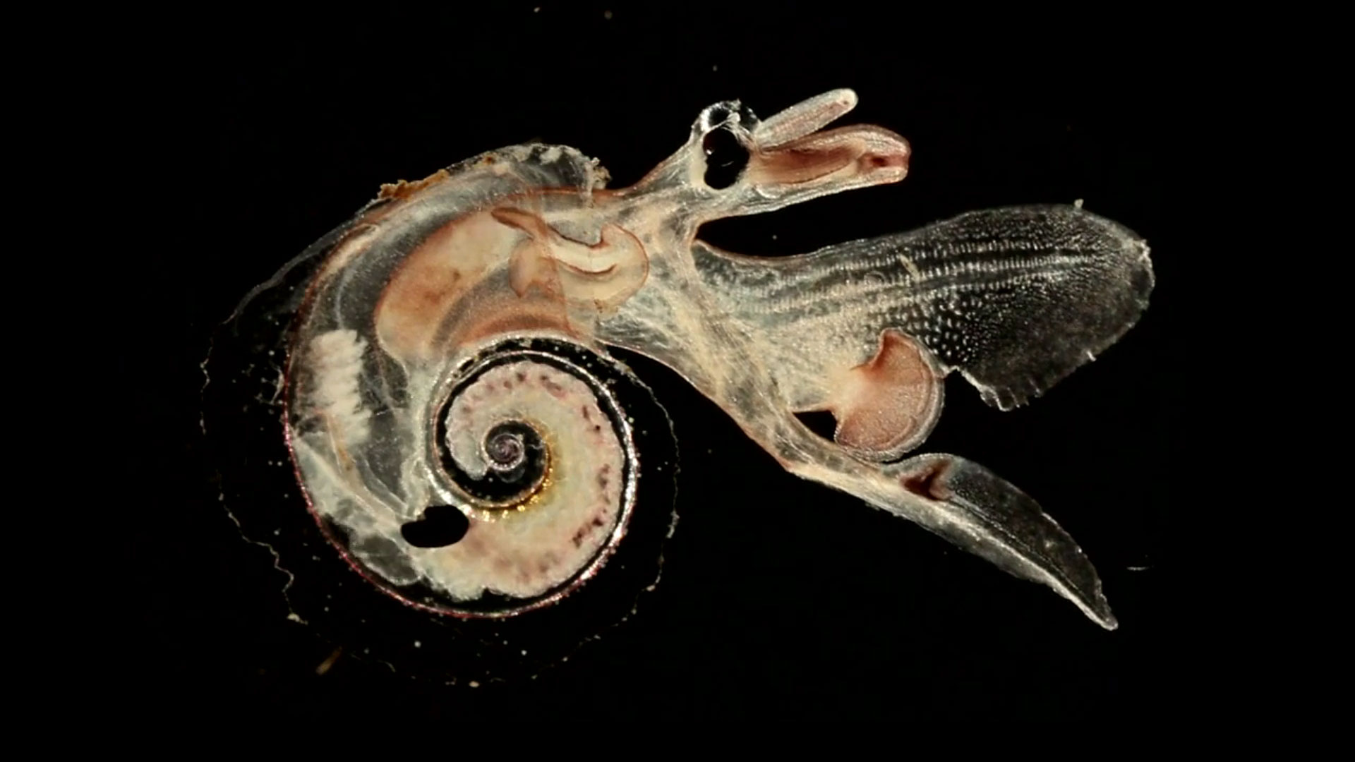 Chroniques du plancton : le ptéropode, un étonnant mollusque marin
