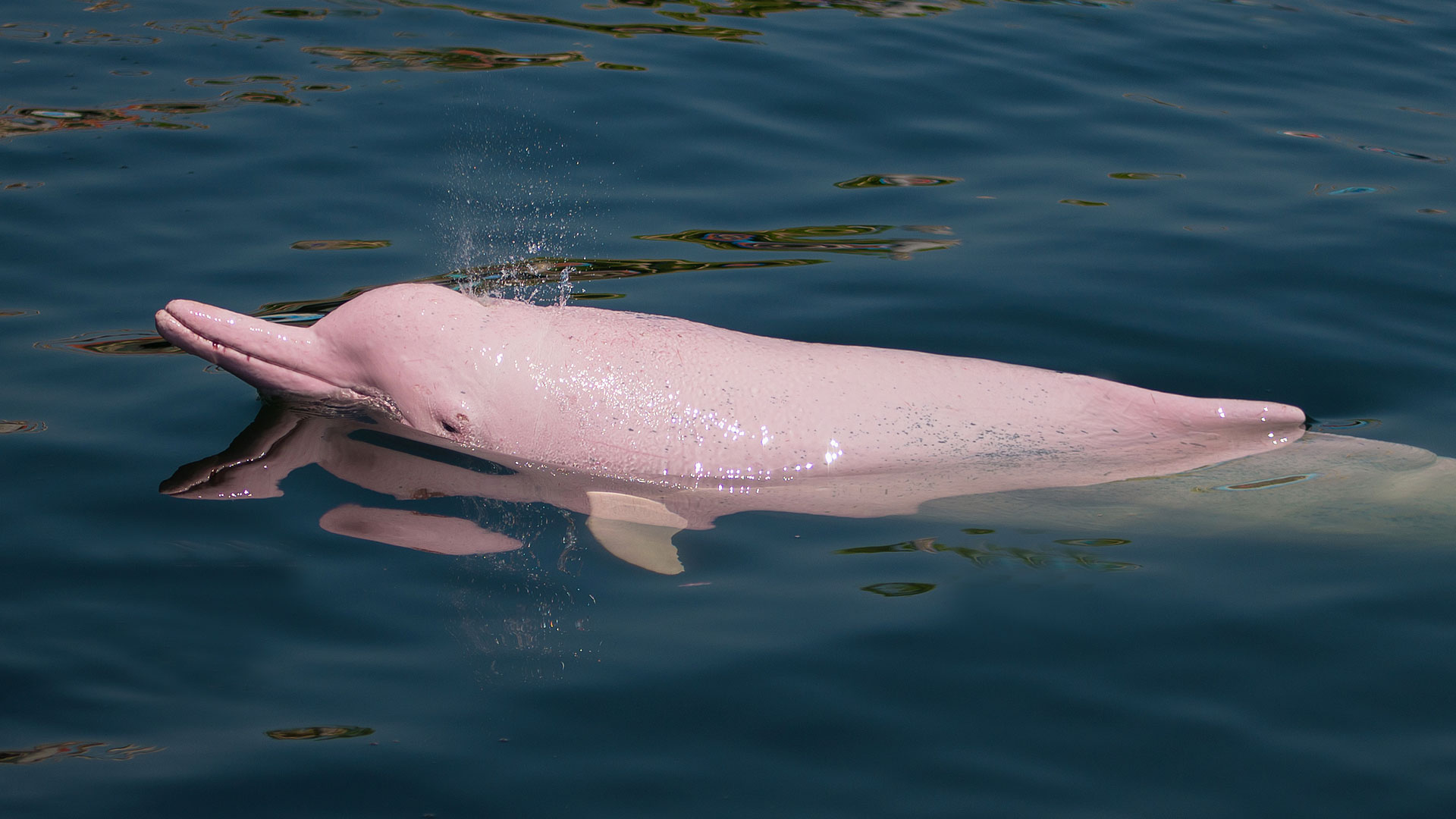À la poursuite du mystérieux dauphin rose