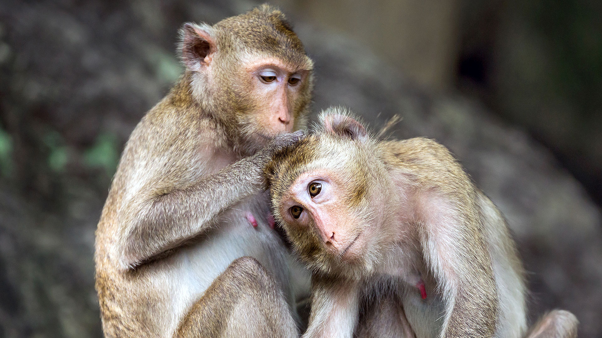 Primates des Caraïbes, des macaques sous surveillance