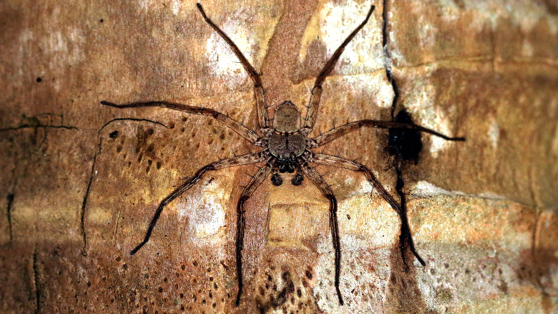 La Selenops, une araignée qui plane d'arbres en arbres