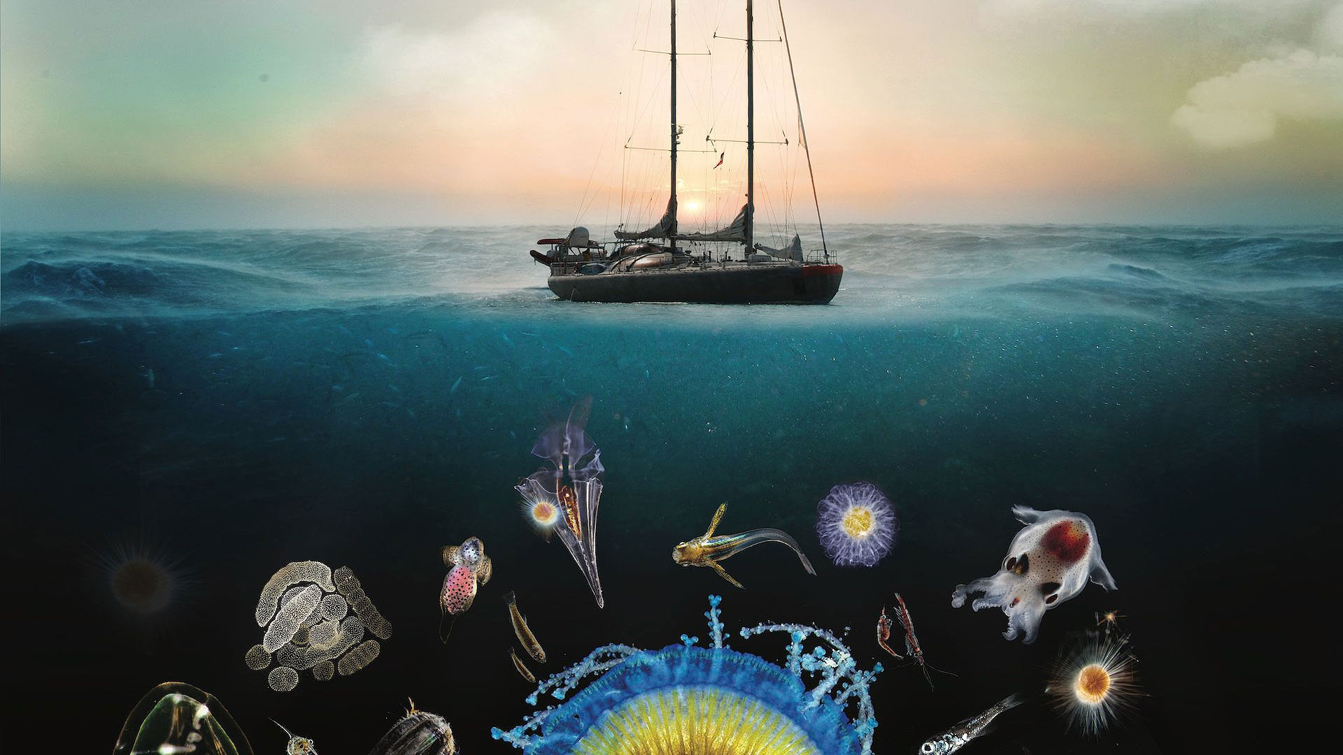 Chroniques du plancton : l'appendiculaire, un étrange animal marin