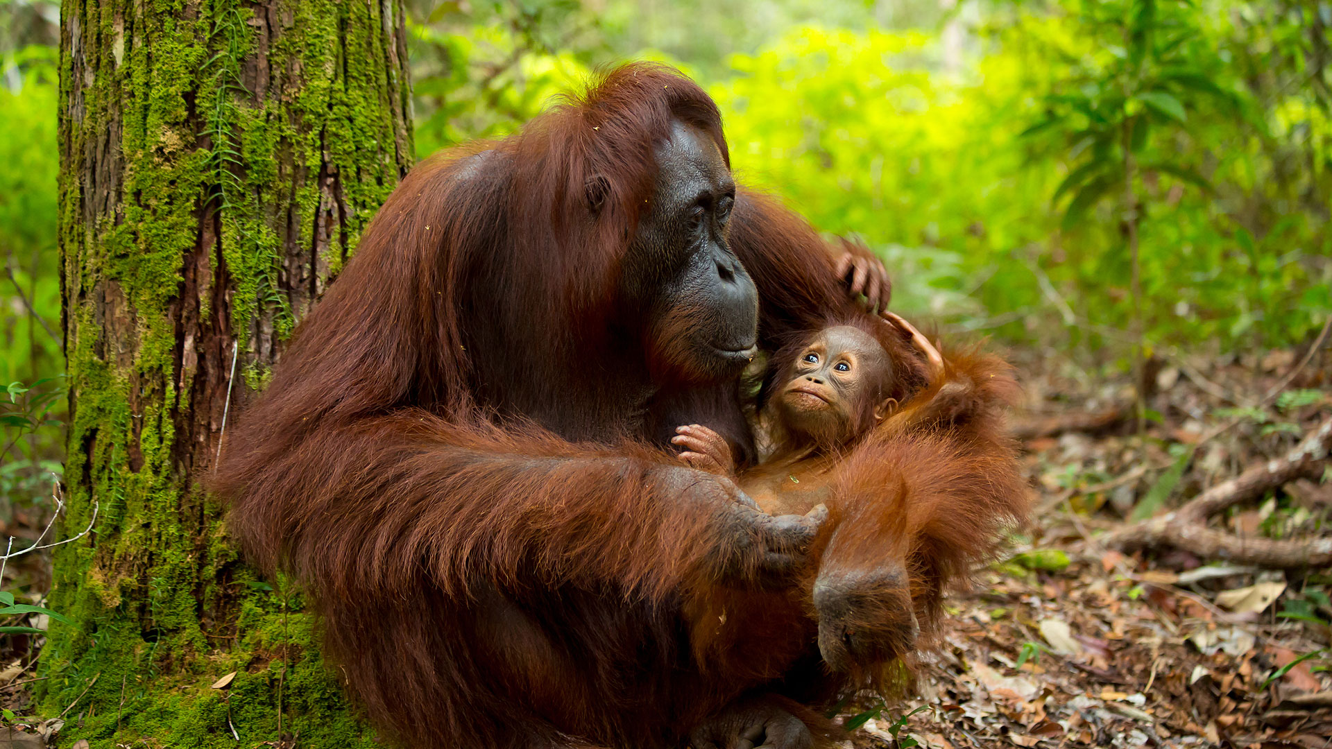 Les derniers orangs-outans de Bornéo filmés dans leur habitat naturel !