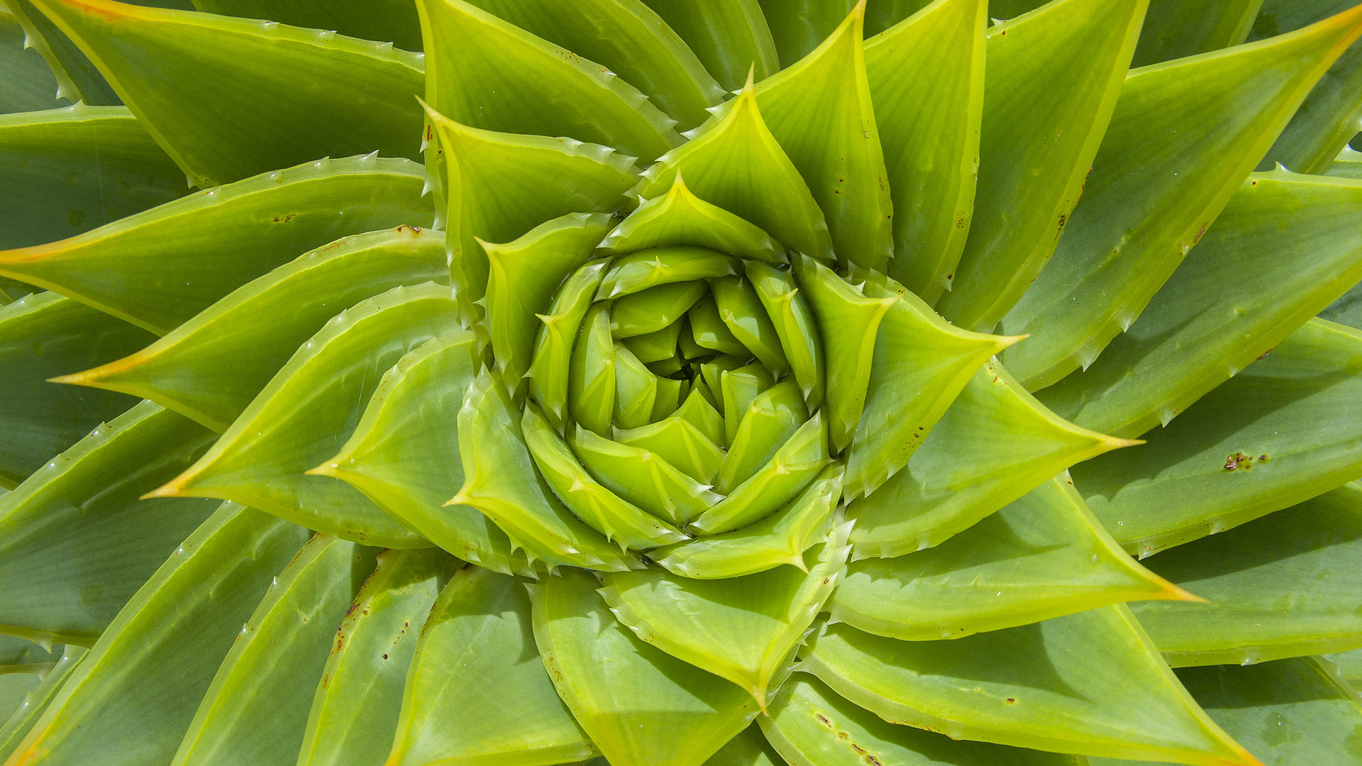 L'étrange utilisation des plantes grasses, de l’Aloe vera au peyotl