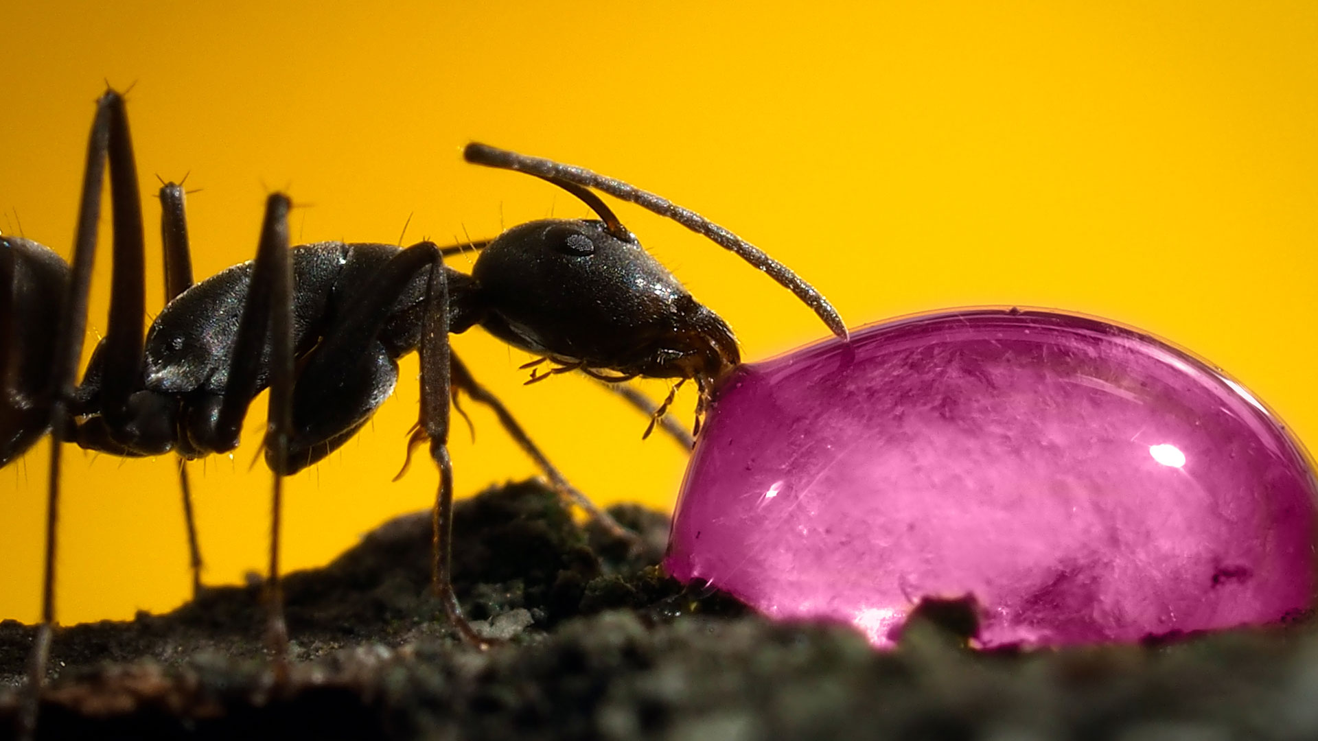 Des fourmis sont friandes du sirop de grenadine