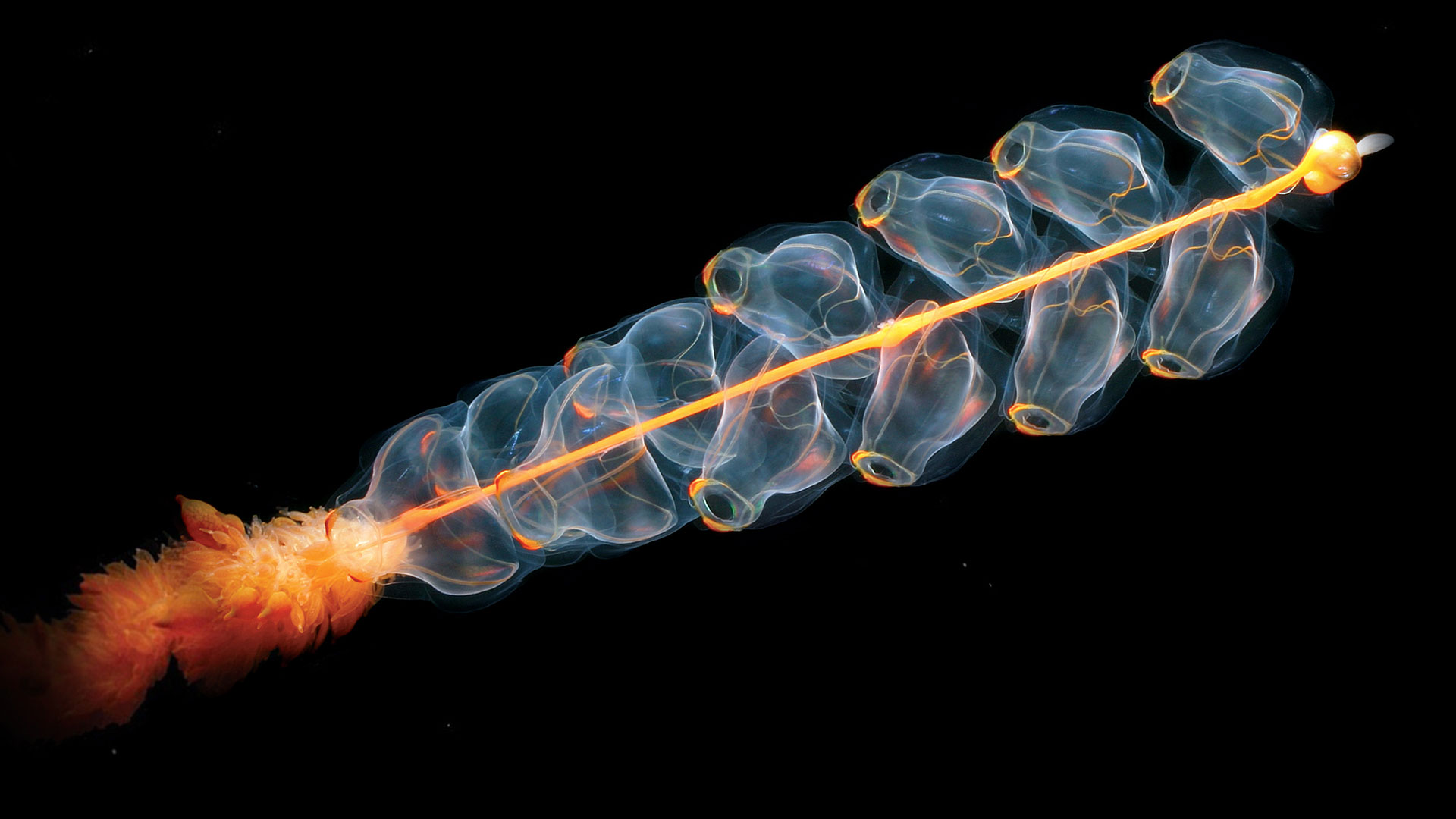L'étonnant siphonophore : jusqu'à 40 mètres de long