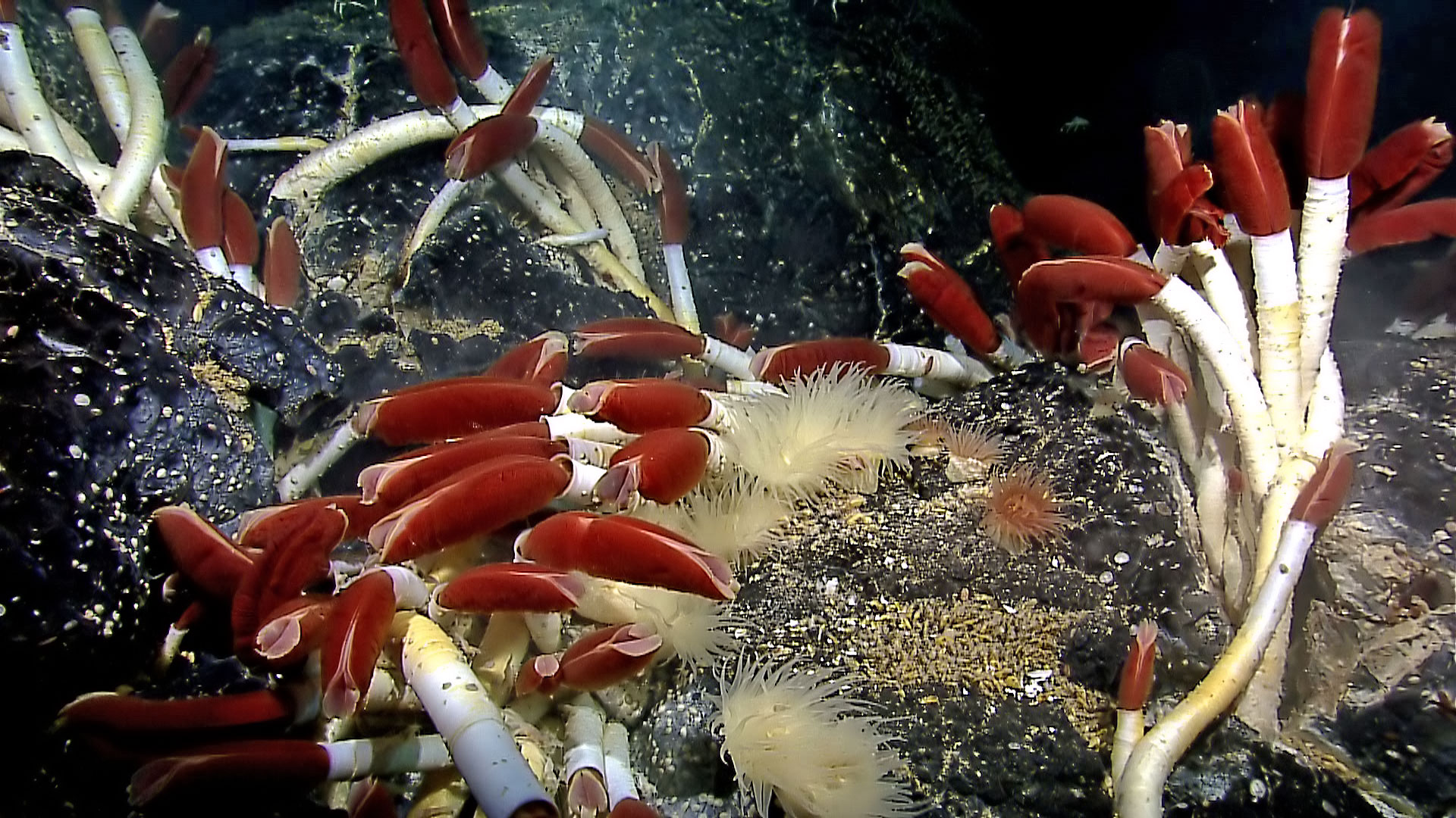 Des sources hydrothermales océaniques entourées de vers géants