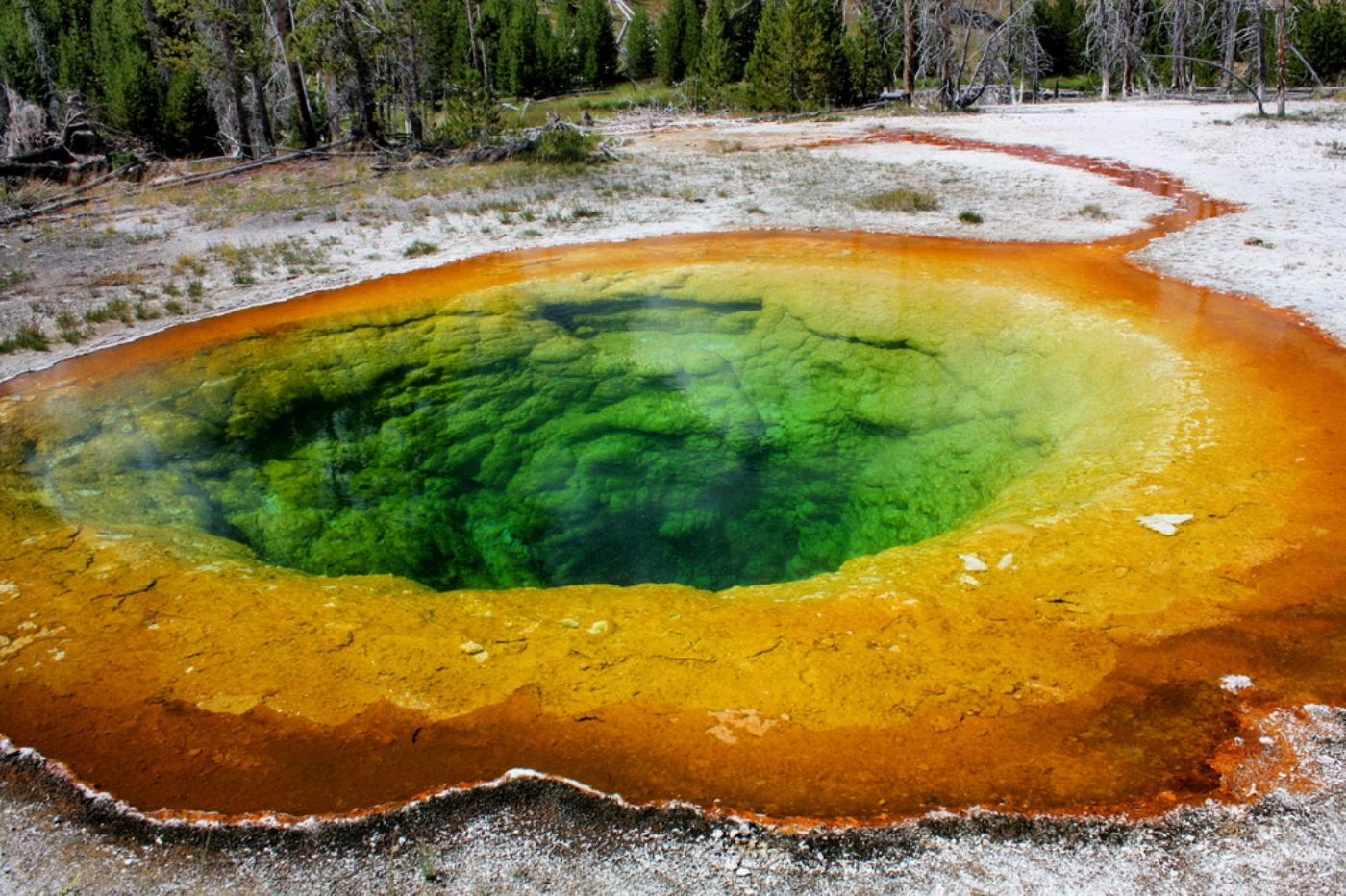 La question de l'origine de la photosynthèse est compliquée par le fait que les premiers organismes photosynthétiques ne dégageaient probablement pas d'oxygène. Les bactéries sulfureuses vertes de cette vasque de Yellowstone, aux États-Unis, effectuent une photosynthèse anoxygénique. © MIT
